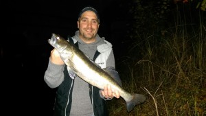 62er Zander